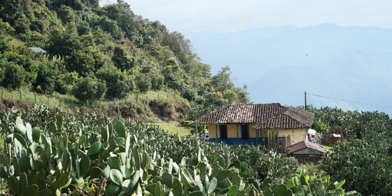 Paisaje higuero, vereda El Brasil en el municipio de Sonsón, Fotografía Mariana Peláez